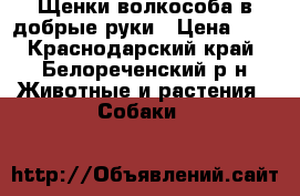 Щенки волкособа в добрые руки › Цена ­ 1 - Краснодарский край, Белореченский р-н Животные и растения » Собаки   